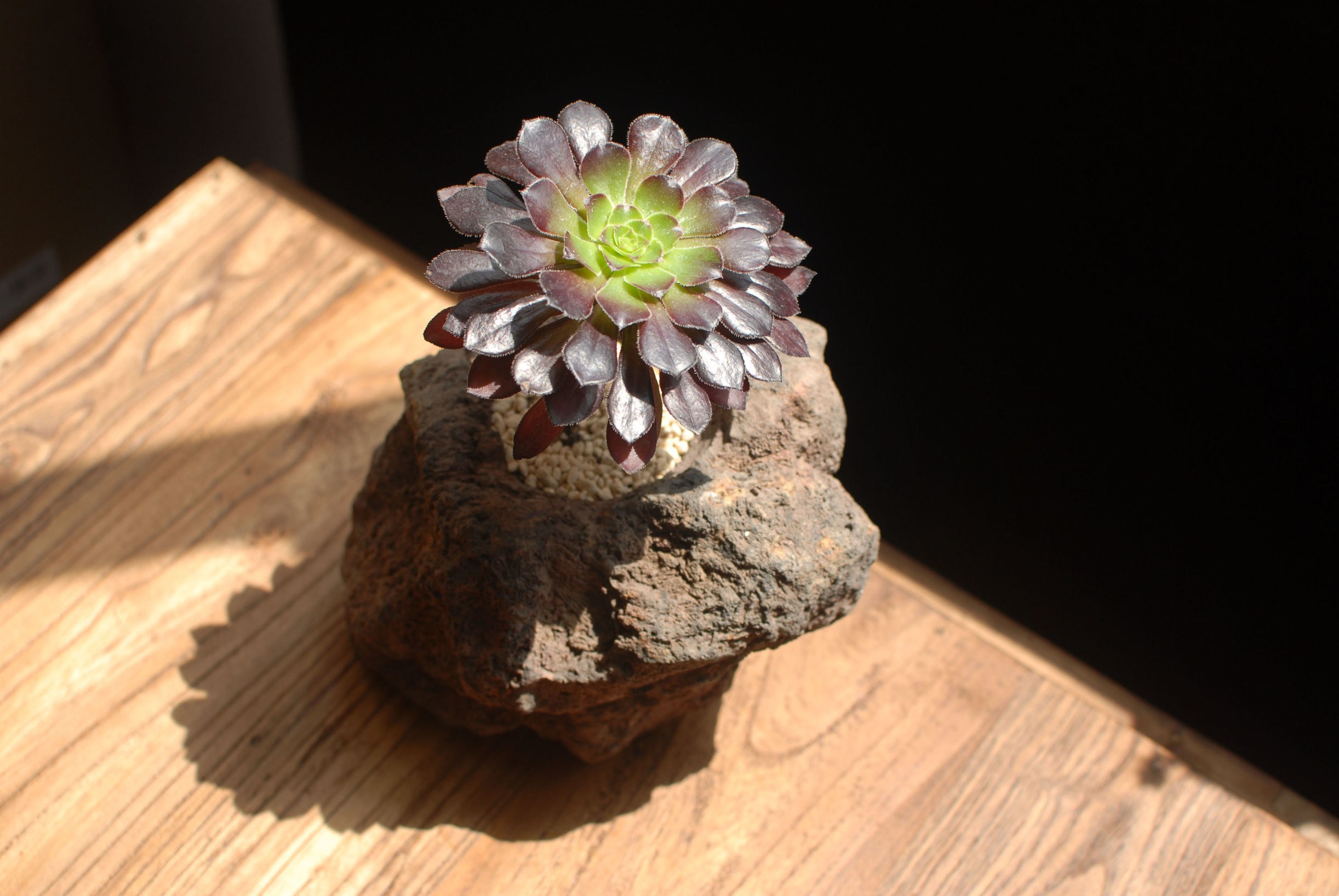 多肉修根用什么土好养活,多肉修根上盆多久可浇水