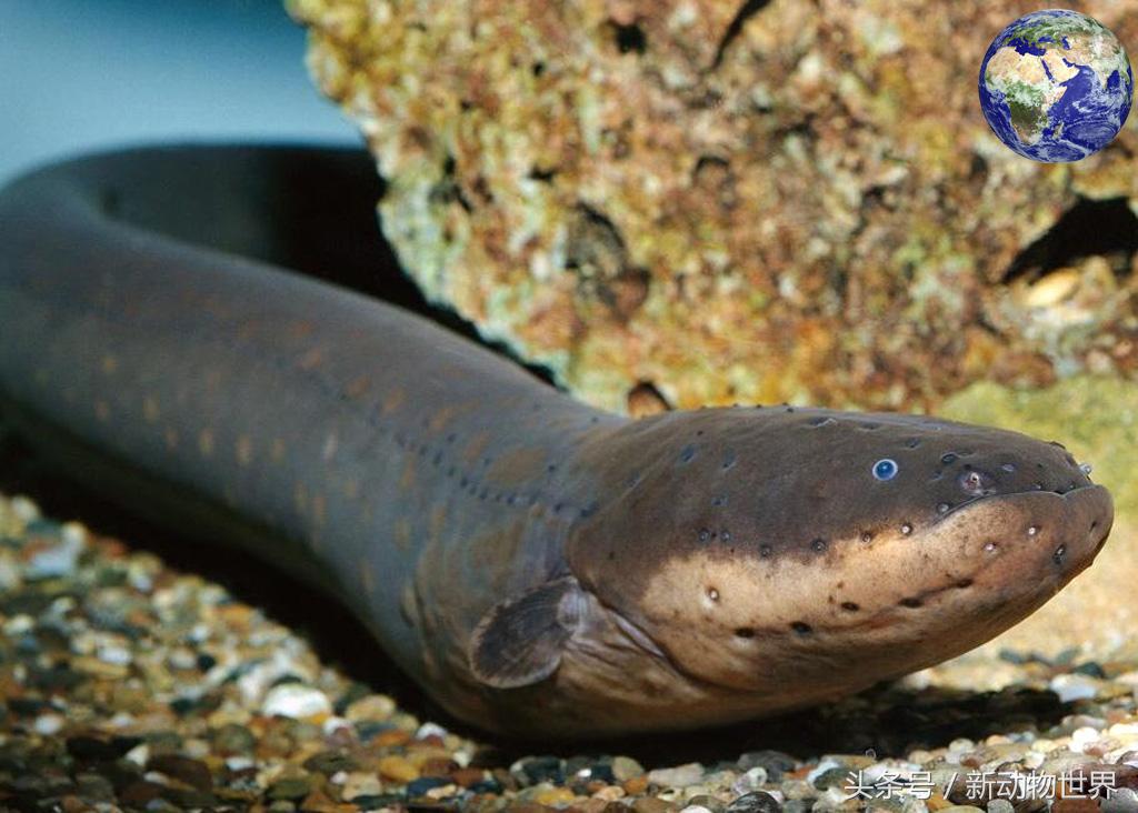 电鳗为什么没把自己电死,电鳗为啥被自己电死了