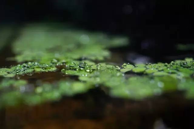 水族箱草缸开缸教程新手入门,雨林缸开缸多久植物才会稳定