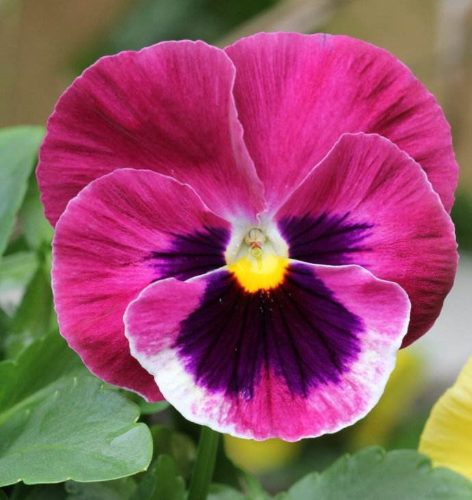 三色堇庭院图片,三色堇可食用盆栽