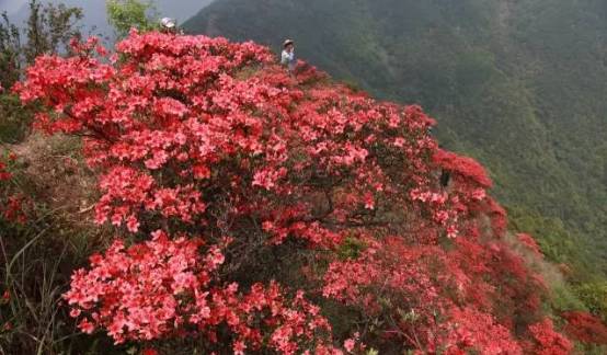 说走就走的踏青,说走就走的看花之旅
