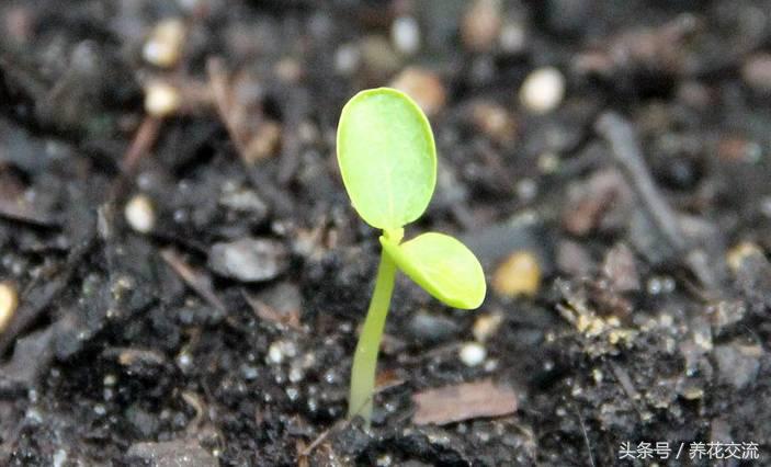 盆栽播种方法,学会这些种植小技巧你就捡到宝了