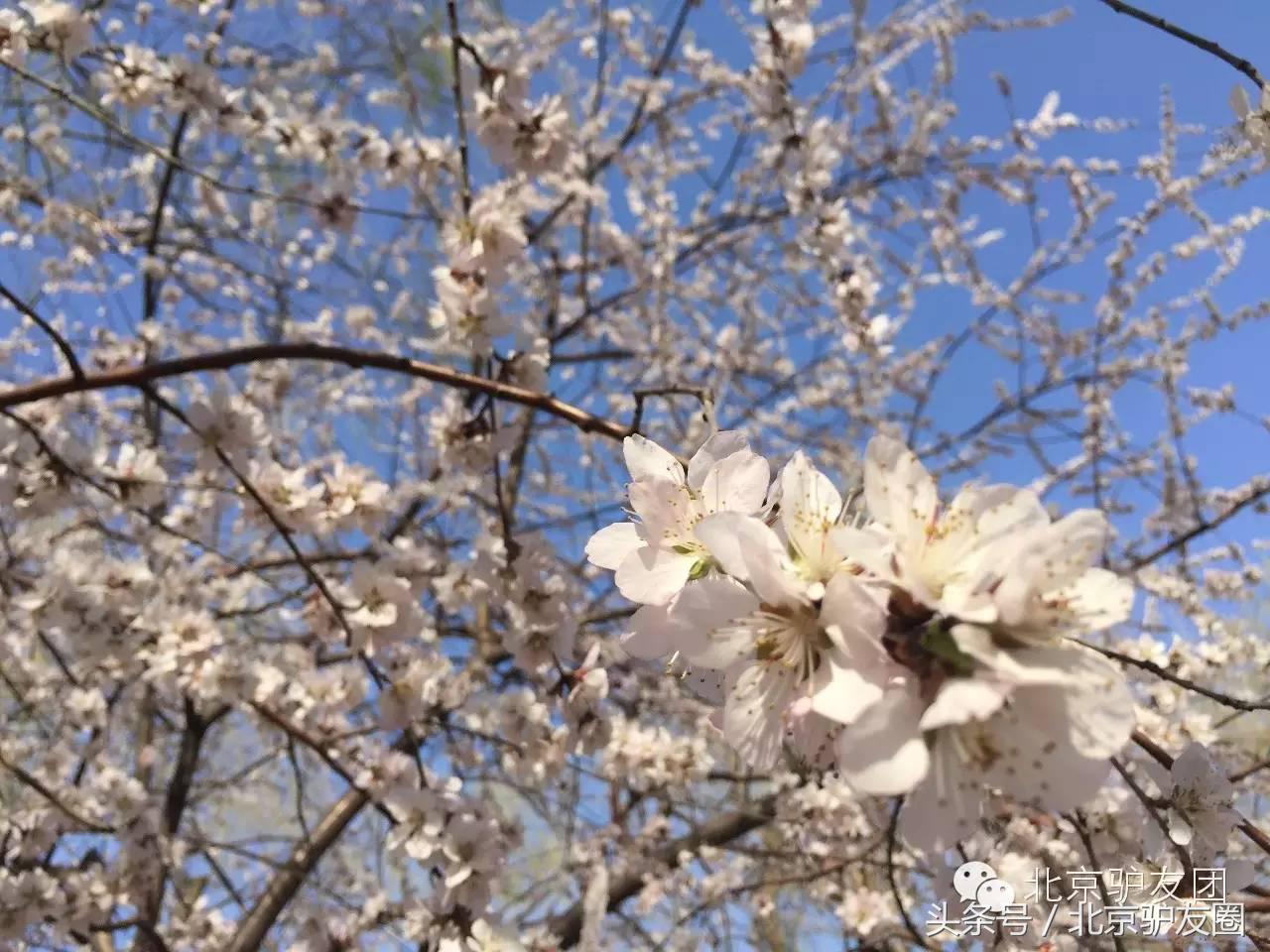 颐和园最美人间四月天,颐和园最美紫色花海