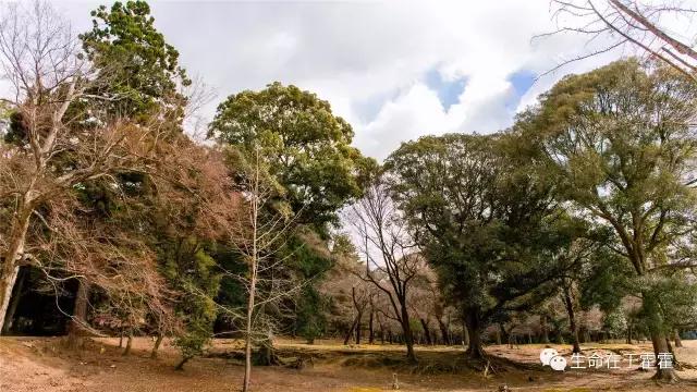 拉面 · 自动贩售机 · 雪｜云之彼岸的日本欢脱之旅