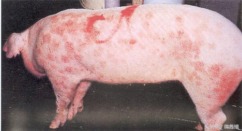 猪身发紫有哪些病怎么治,猪全身发红发紫疑似中毒怎么治