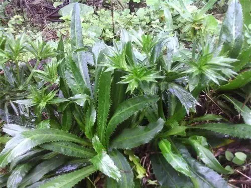 西双版纳旅游好吃的,西双版纳旅游好吃的水果