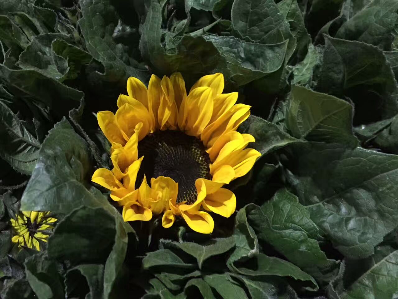 看了这些图，下次去花店你就能把花店里的花花草草叫出名字来了！