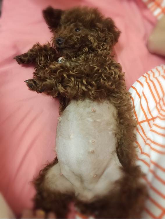 泰迪狗狗超过预产期还没生怎么办,怀孕的泰迪40天没有肚子