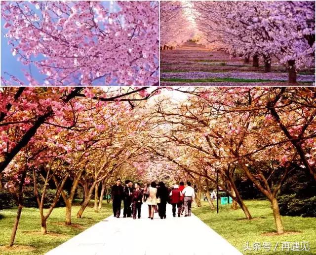 樱花季攻略完整版,樱花上海攻略