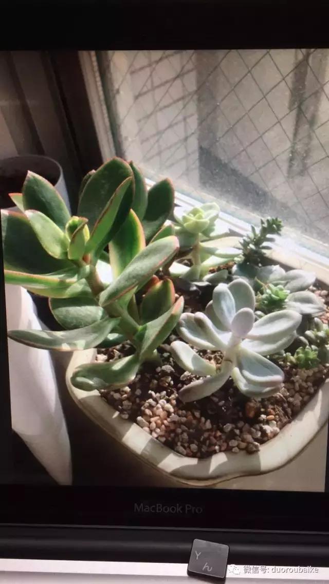 日本最好的多肉大棚,走进日本北海道