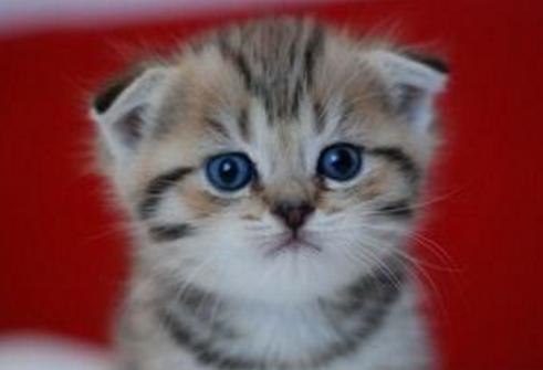 你的星座和生肖配对,你的星座和你的属相是什么