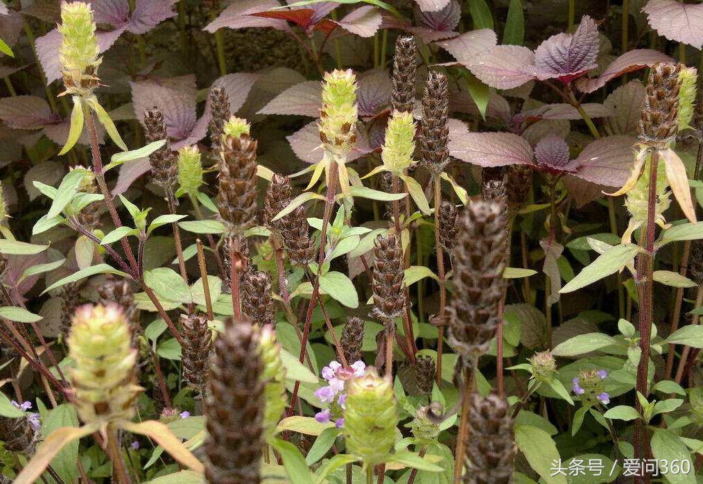 肝火旺用什么办法治疗效果好,肝火旺怎么办教你一招