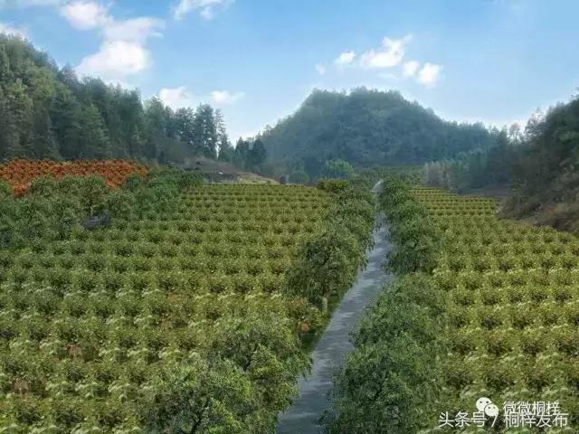 桐梓九坝红豆杉树,桐梓九坝红豆杉