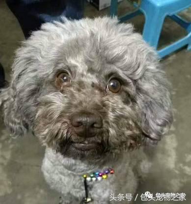 包头市认领狗狗,包头狗狗救助