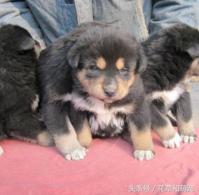 混血狗哈士奇和阿拉斯加,藏獒和二哈图片