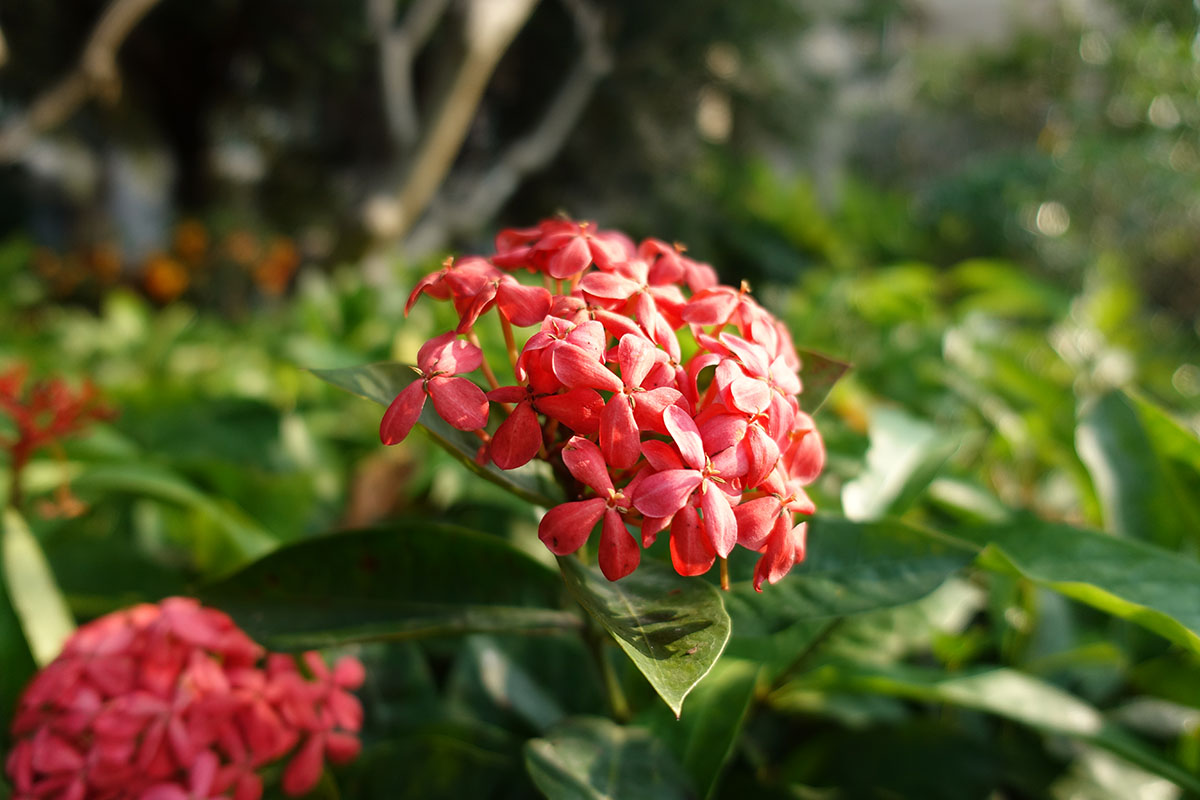 索尼黑卡24-600mm值得入手吗,现在索尼黑卡rx10m4什么价位