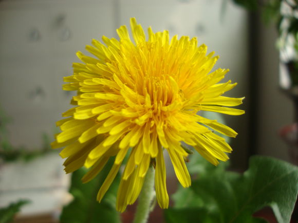 蒲公英忍冬藤的妙用,蒲公英有些什么用处啊