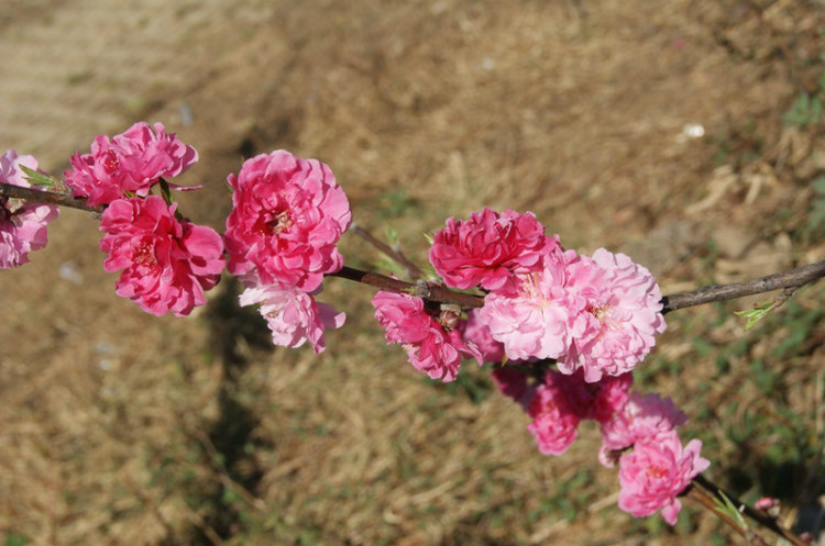 四川三月看花最好的地方,四川桃花节有哪些地方