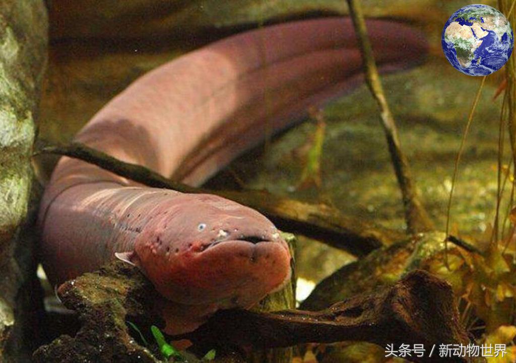 电鳗为什么没把自己电死,电鳗为啥被自己电死了