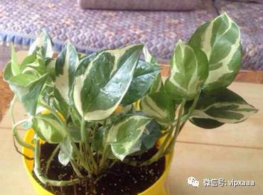 绿萝叶子黄了什么原因造成的,绿萝的叶子会变黄的原因