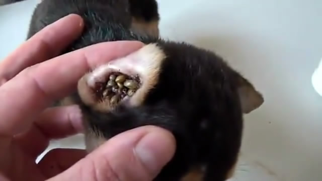 怎么才能防止狗狗走丢,什么方法防止狗狗走丢了