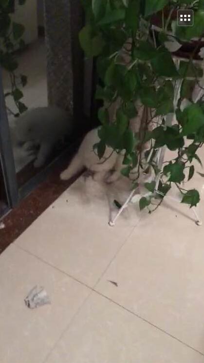 萨摩一只耳朵不能竖起来,萨摩耶耳朵不竖起来怎么办