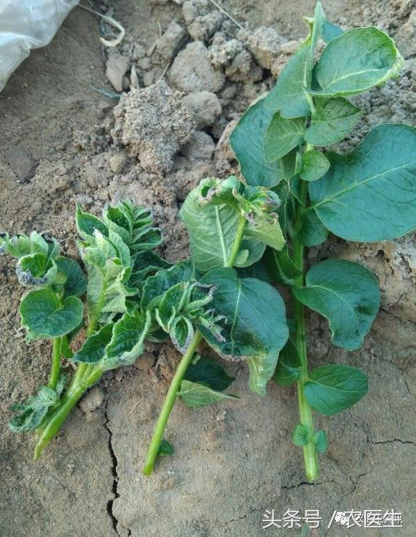 白菜被虫子咬怎么治,新种的白菜被虫咬怎么办