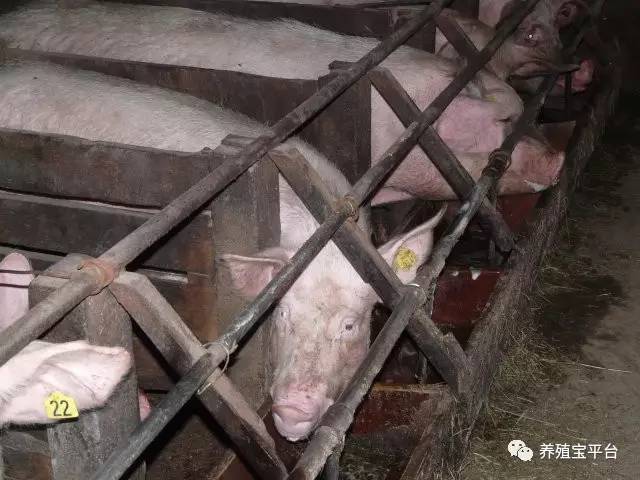 与猪的“亲密接触”要注意什么：给药、灌肠、保定、注射等