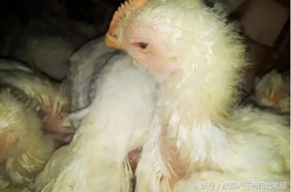 防治鸡呼吸道疾病，请补充维生素A、维生素D