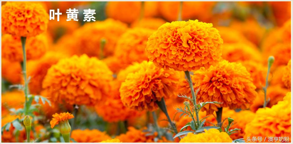 婴儿奶粉颜色的区别,爱宝宝奶粉