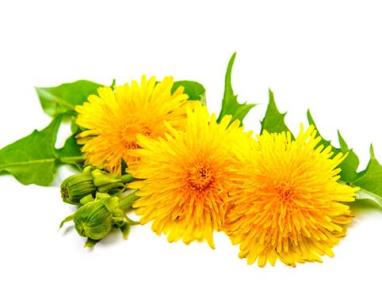 蒲公英忍冬藤的妙用,蒲公英有些什么用处啊