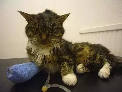 对于幼猫，为何猫瘟是头号杀手？宠物医生详解猫瘟的防与治