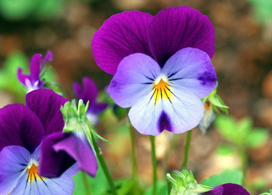 三色堇庭院图片,三色堇可食用盆栽