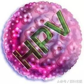 人乳头瘤病毒为何如此猖狂？与宫颈癌、尖锐湿疣等有怎样的纠葛？