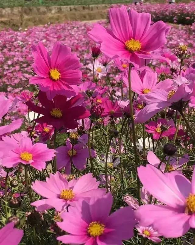 说走就走的踏青,说走就走的看花之旅