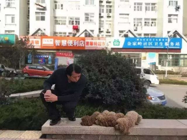 训狗师训练泰迪站立走路,靠谱的泰迪犬训练学校训二哈