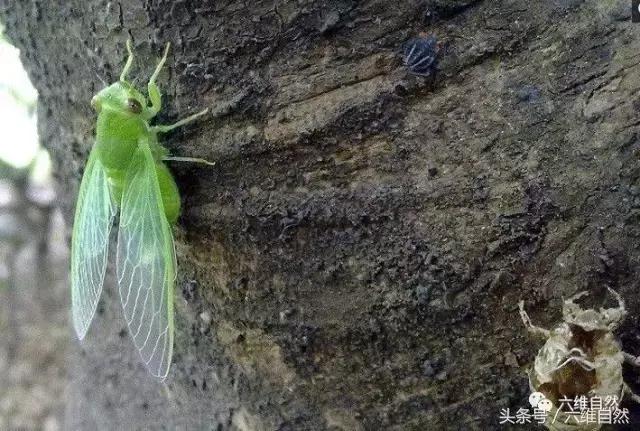 不同品种的蝉叫声有什么不同,知了与蝉的种类和叫声区别