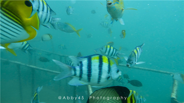 到巴厘岛的感受,到巴厘岛后怎么去蓝梦岛