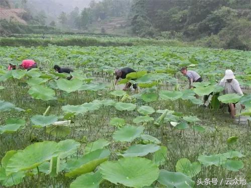 莲藕田的杂草用什么药可以除掉,有莲藕田长草怎么办