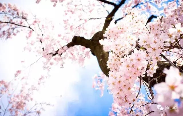 又到樱花季,又到了樱花绽放的季节