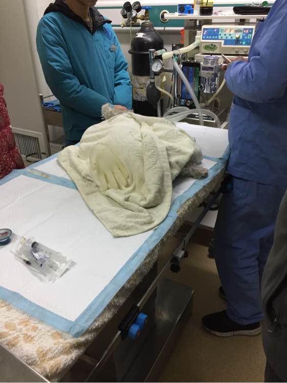 陪伴6年的狗因病失明,陪伴很久的狗狗去世了