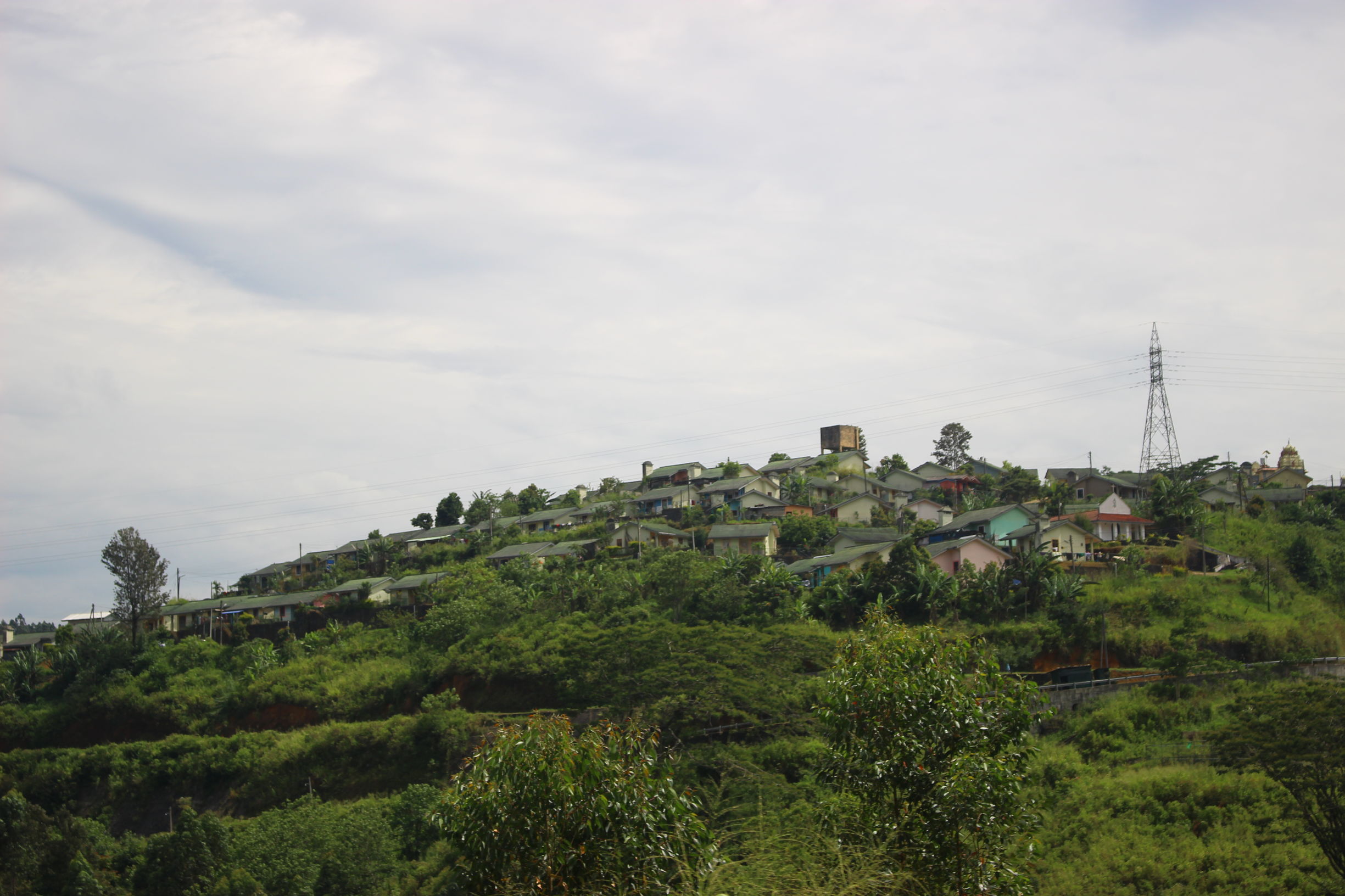 锡兰红茶出名原因分析,锡兰红茶和中国红茶本质区别