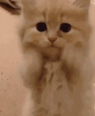 我抬起头大声喊了句：什么？300块太贵了