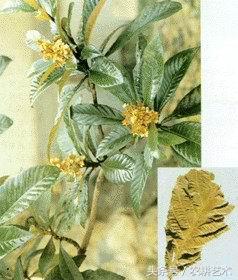 茎块中草药图谱大全,本草纲目中草药图谱