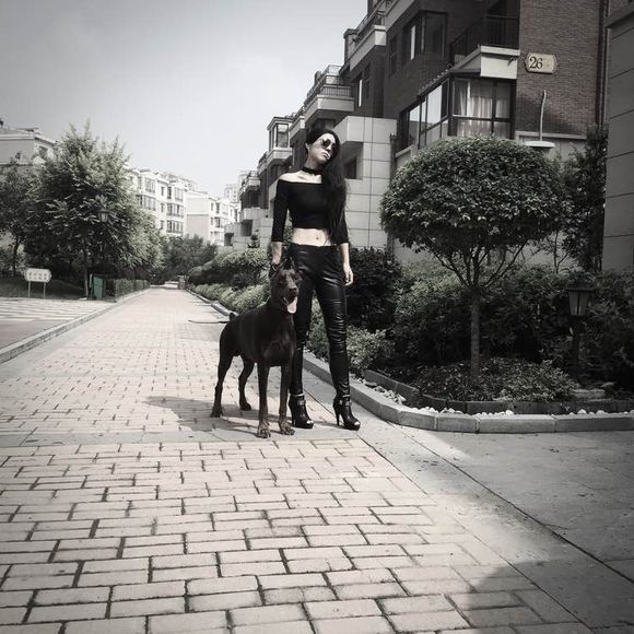 沈阳美女手签德系杜宾，称全家都是杜宾犬铁粉
