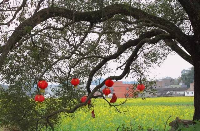 说走就走的踏青,说走就走的看花之旅