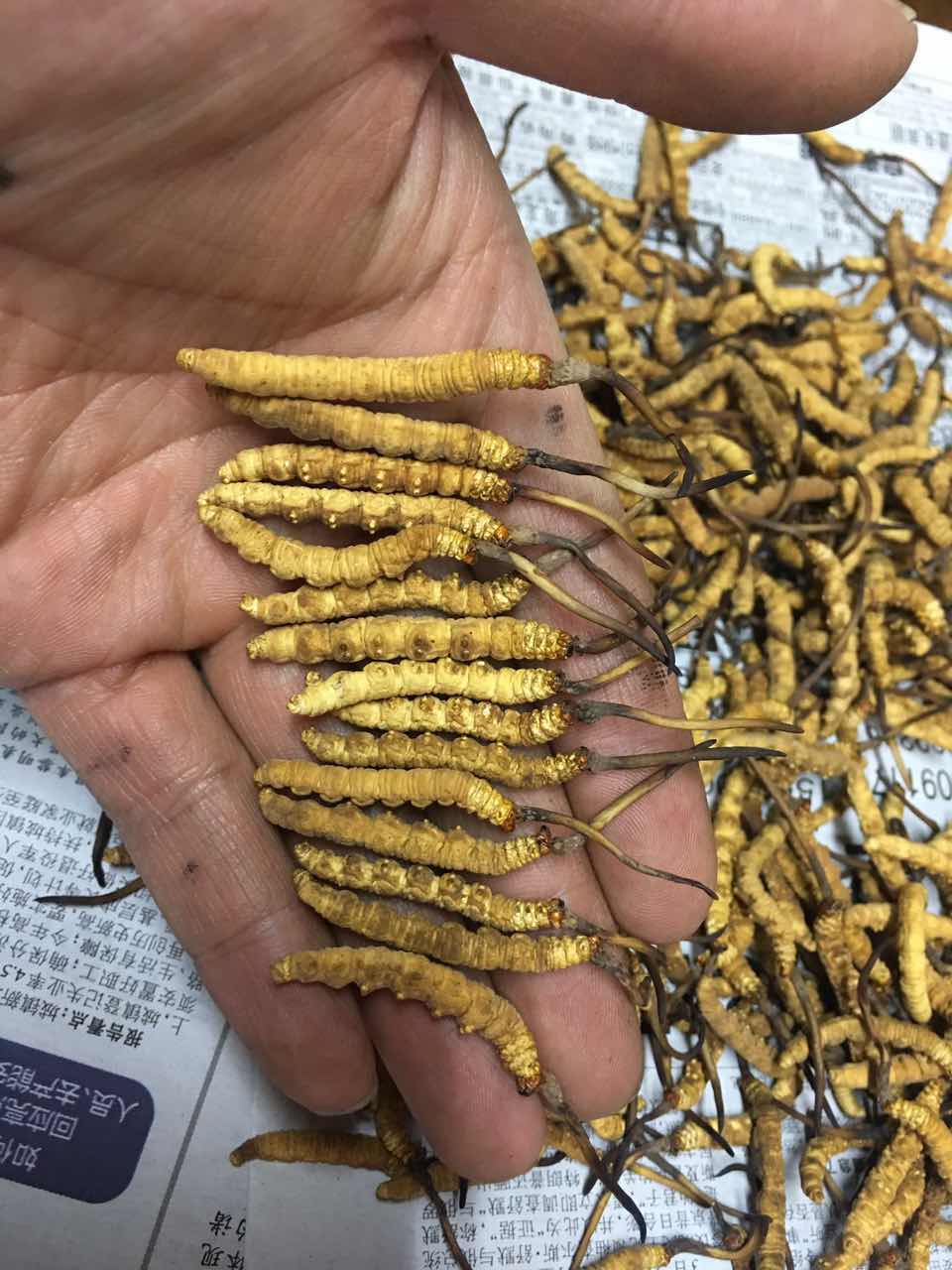 老中医讲经验分享一味好中药,中医遇到束手无策时补什么