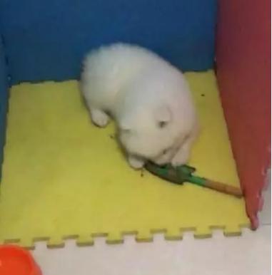 萨摩耶拆家只能笼养,萨摩耶不关起来在家里会拆家吗