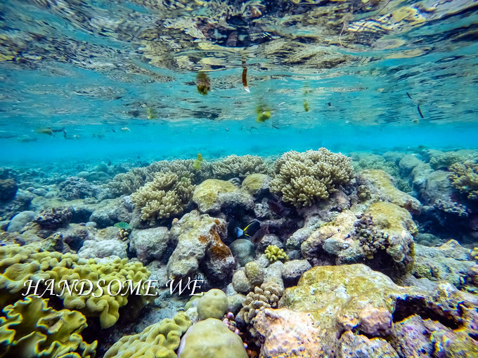 没水母湖的帕劳,帕劳水母湖怎么去