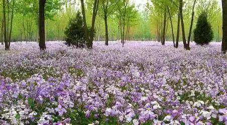 盘点北京38个森林公园,定个小目标完整版免费